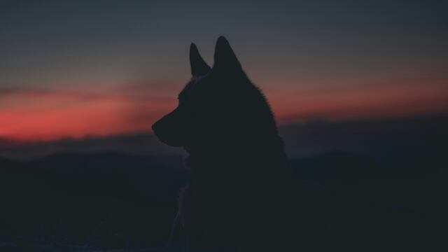 Este 25 de enero es la Luna de Lobo, la primera luna llena del 2024