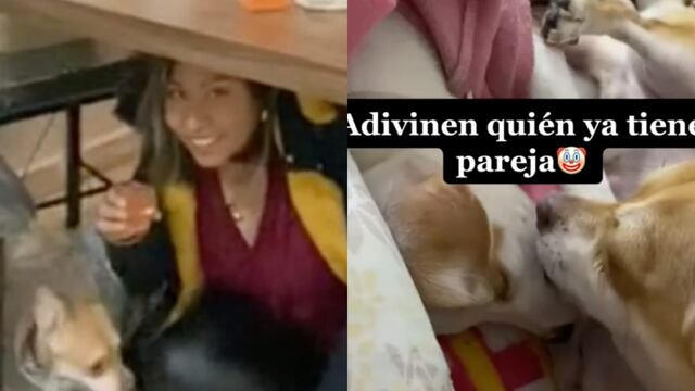 Perro consigue pareja tras meterse debajo de la mesa, revelan en TikTok