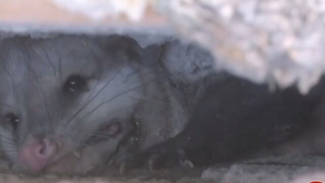 Un tlacuache se atoró en medio de dos paredes