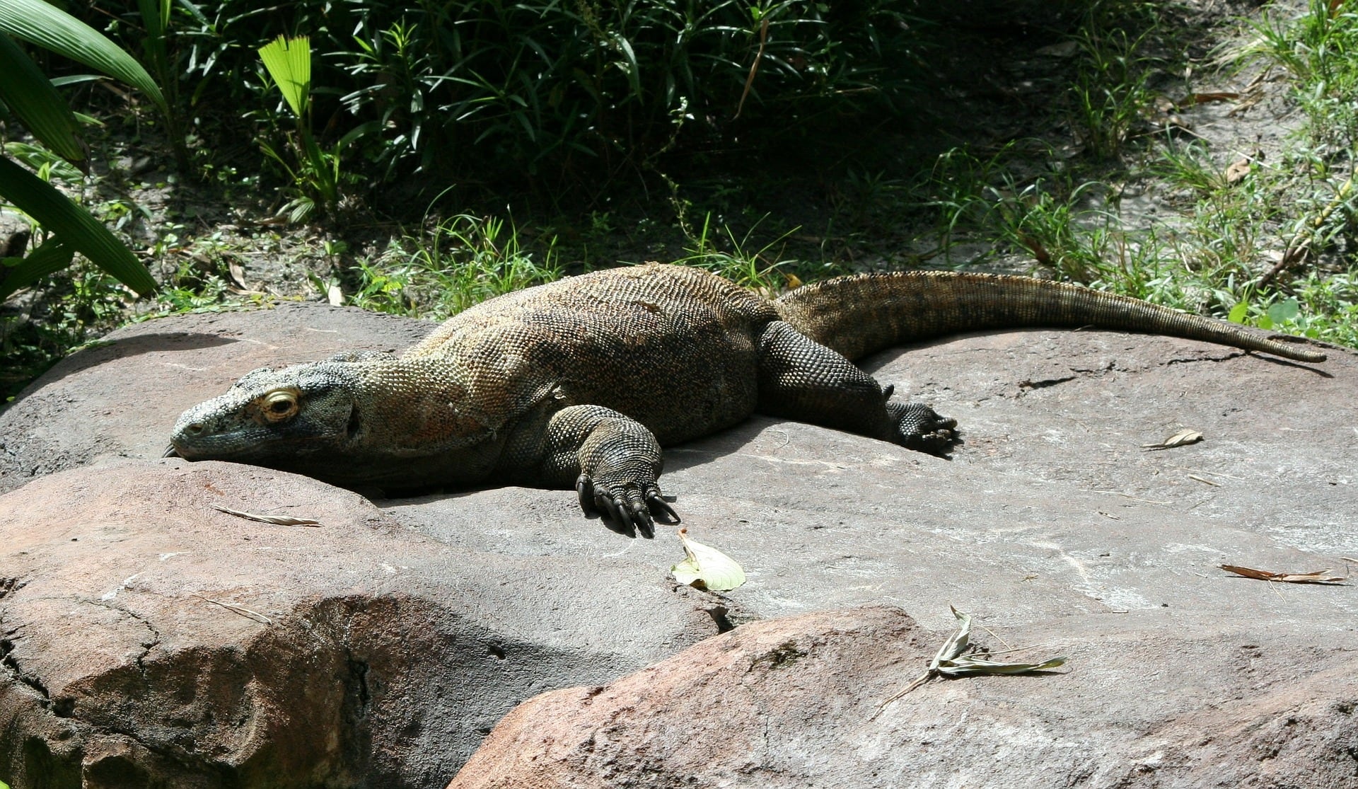 Dragón de Komodo