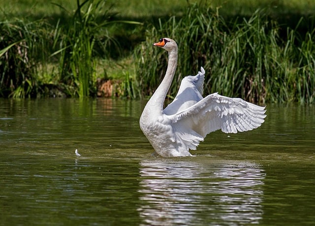 Cisne