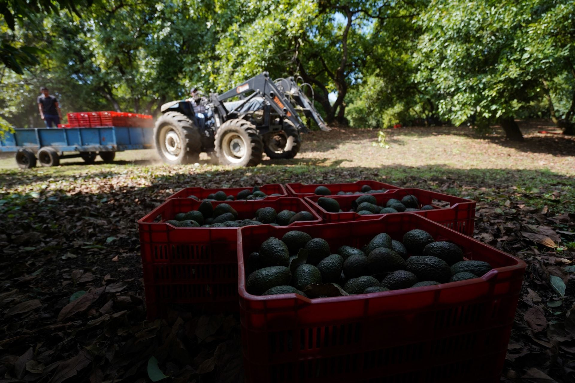 Aguacate exportación