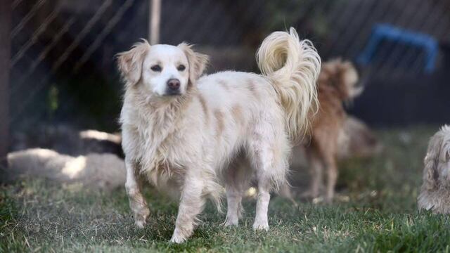 Perro desalojado de albergue en Morelo