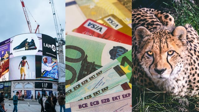 Este 4 de diciembre se celebra el Día de la Publicidad, el Día Internacional de los Bancos y el Día Mundial del Guepardo