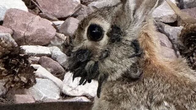 Conejo con tentáculos
