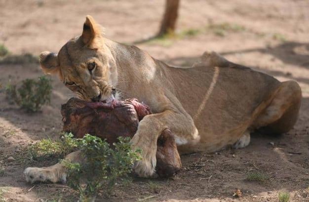 Leones casi mueren de hambre; así lucen hoy
