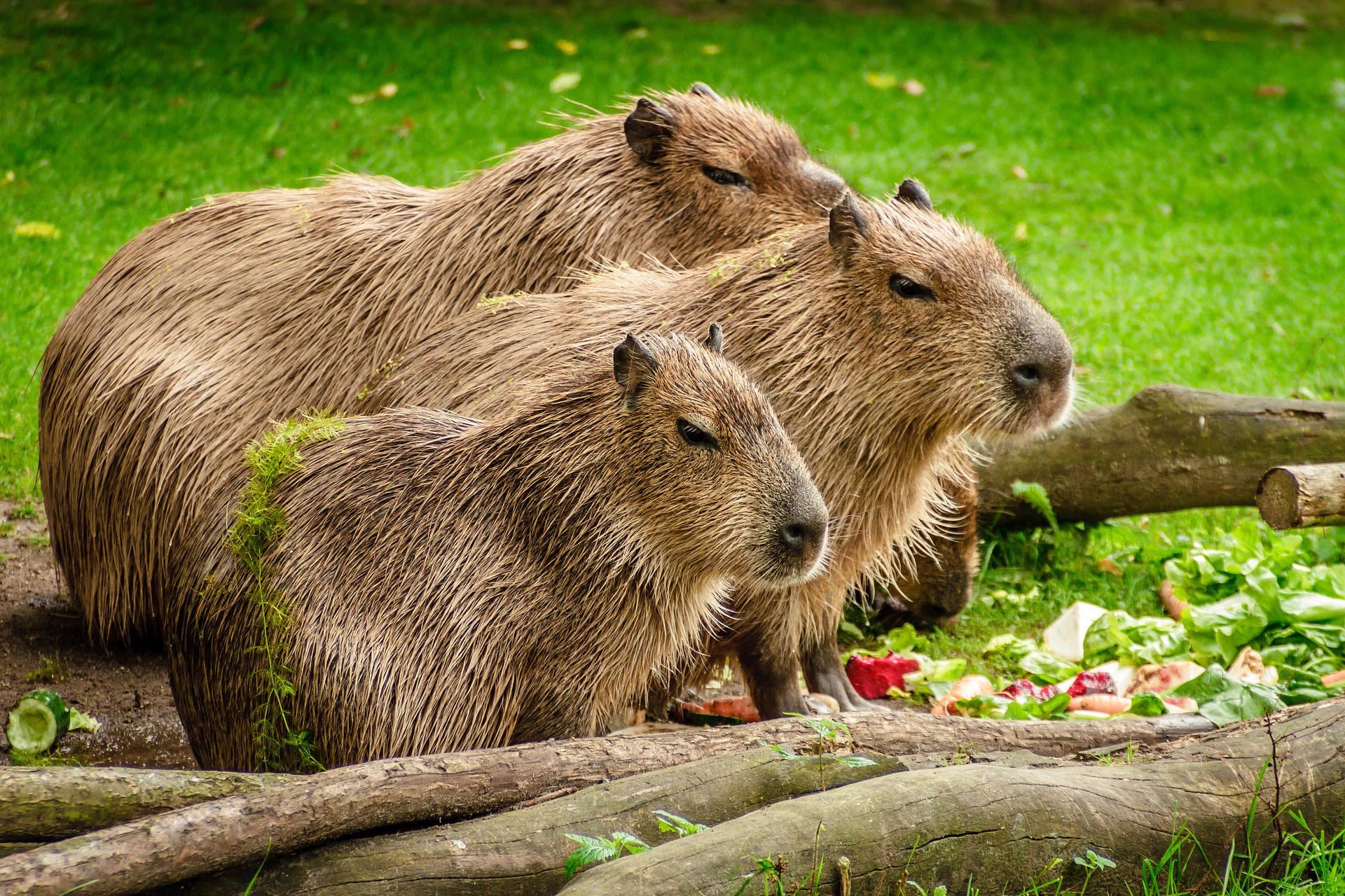 capibara