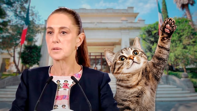 Por qué buscan que los gatos de Los Pinos sean “activos fijos vivos”