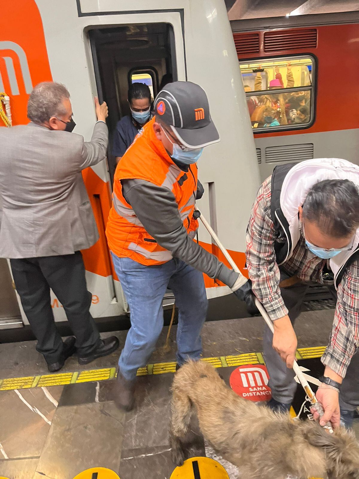 Rescatan a perrito que cayó a la vías del metro en la Línea 2