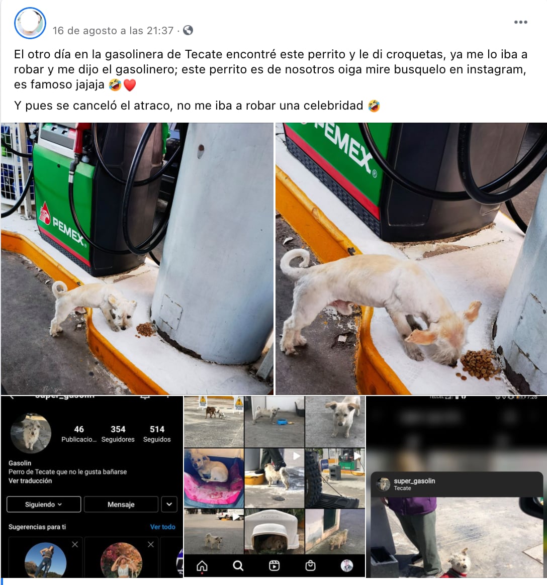 Perrito 'Gasolín'