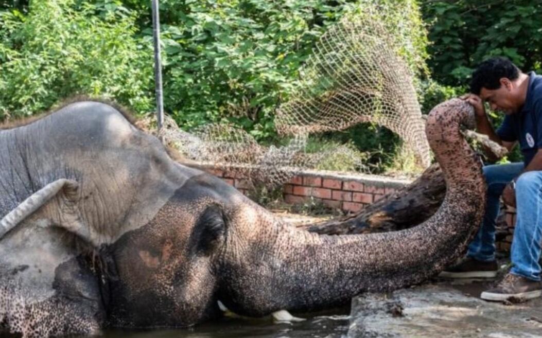 'Kaavan' con su cuidador