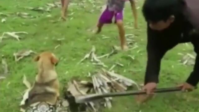 Perrito atrapado por una serpiente