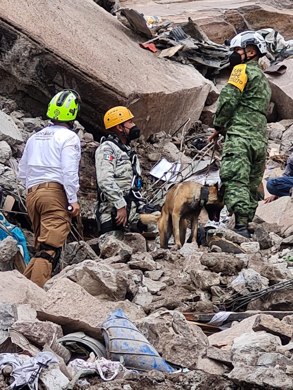 Brigadas caninas colaboran en rescate de cerro del Chiquihuite