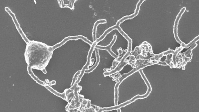 Arquea de Asgard dio origen a la vida en la Tierra