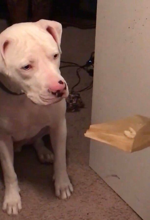 Rocky, el pitbul que roba tamales.