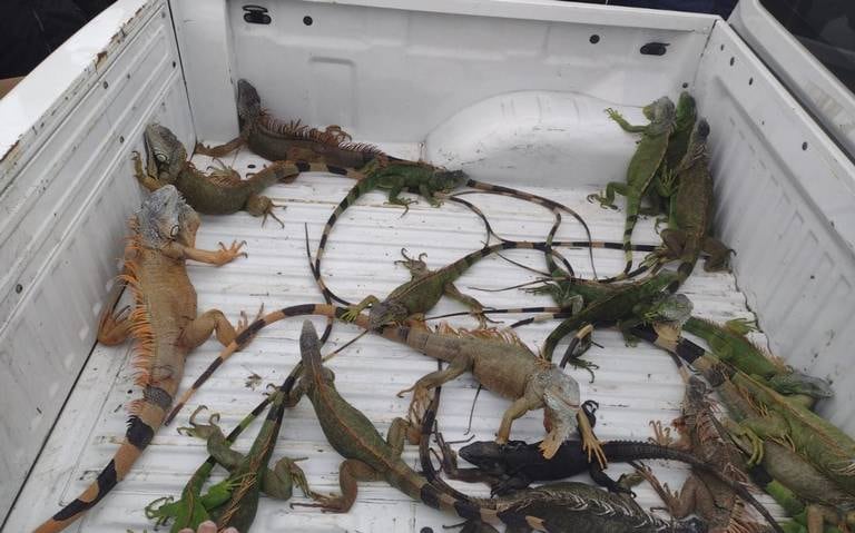 Iguanas congeladas en Tamaulipas