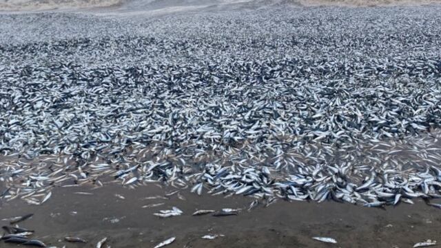 Miles de peces muertos en costa de Japón