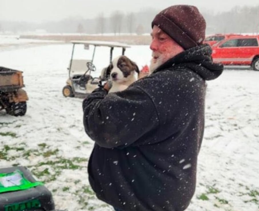 Perrito sobreviviente del avión que se estrelló