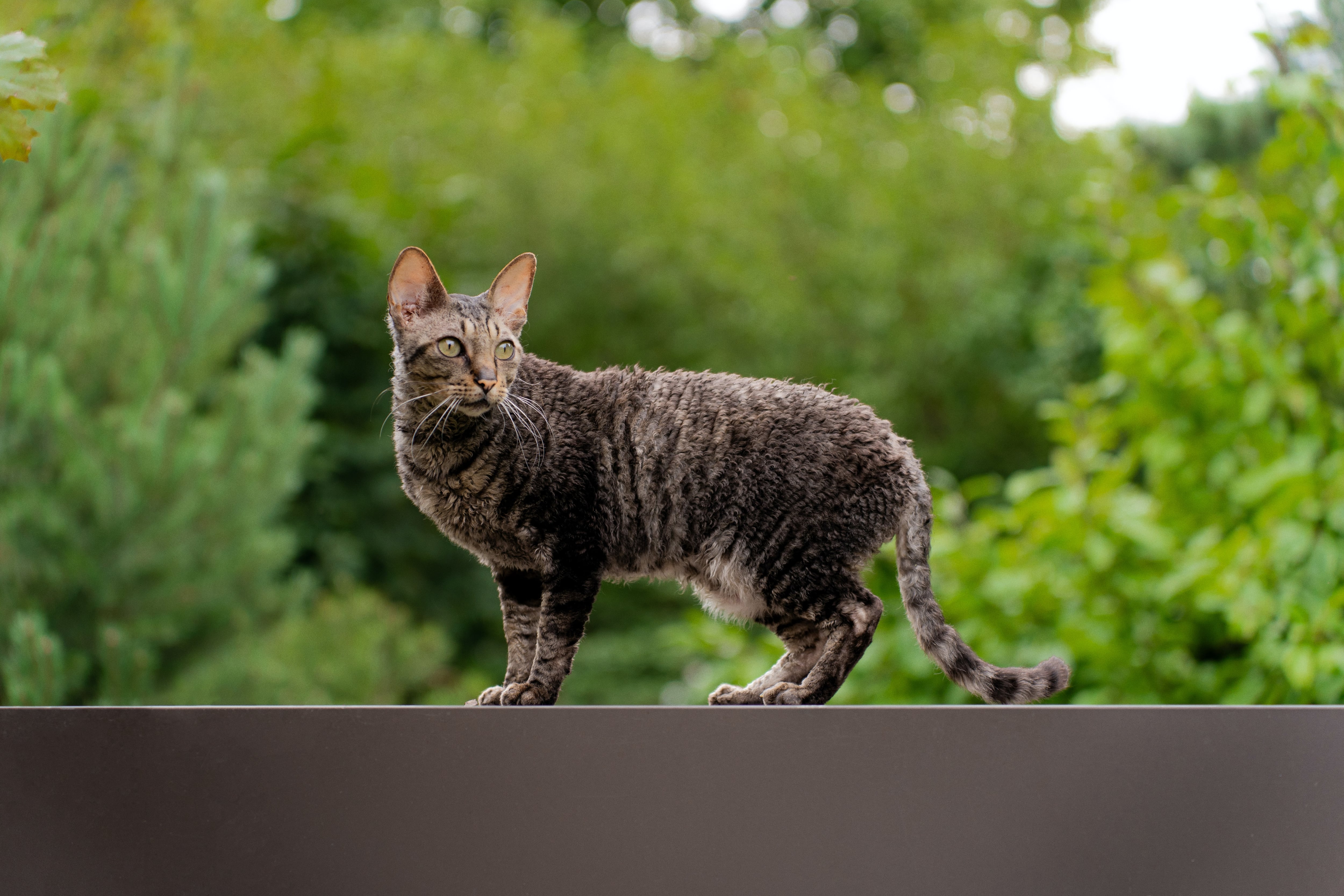 Raza de gato