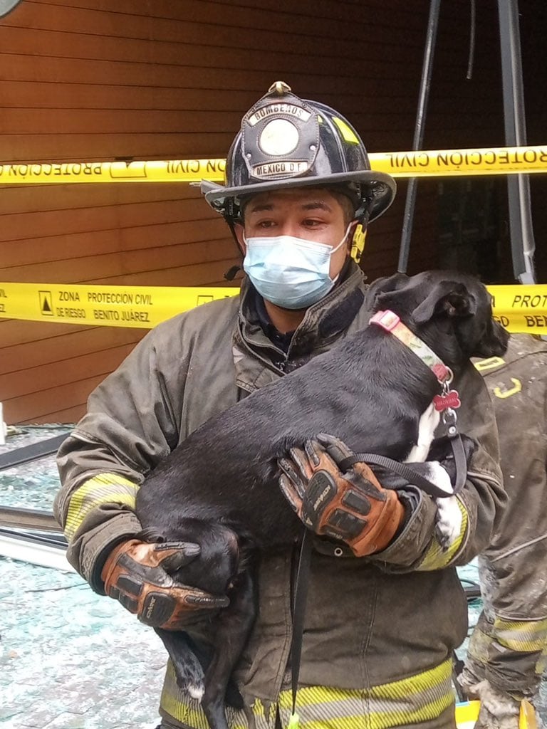 Perrito rescatado en explosión en avenida Coyoacán