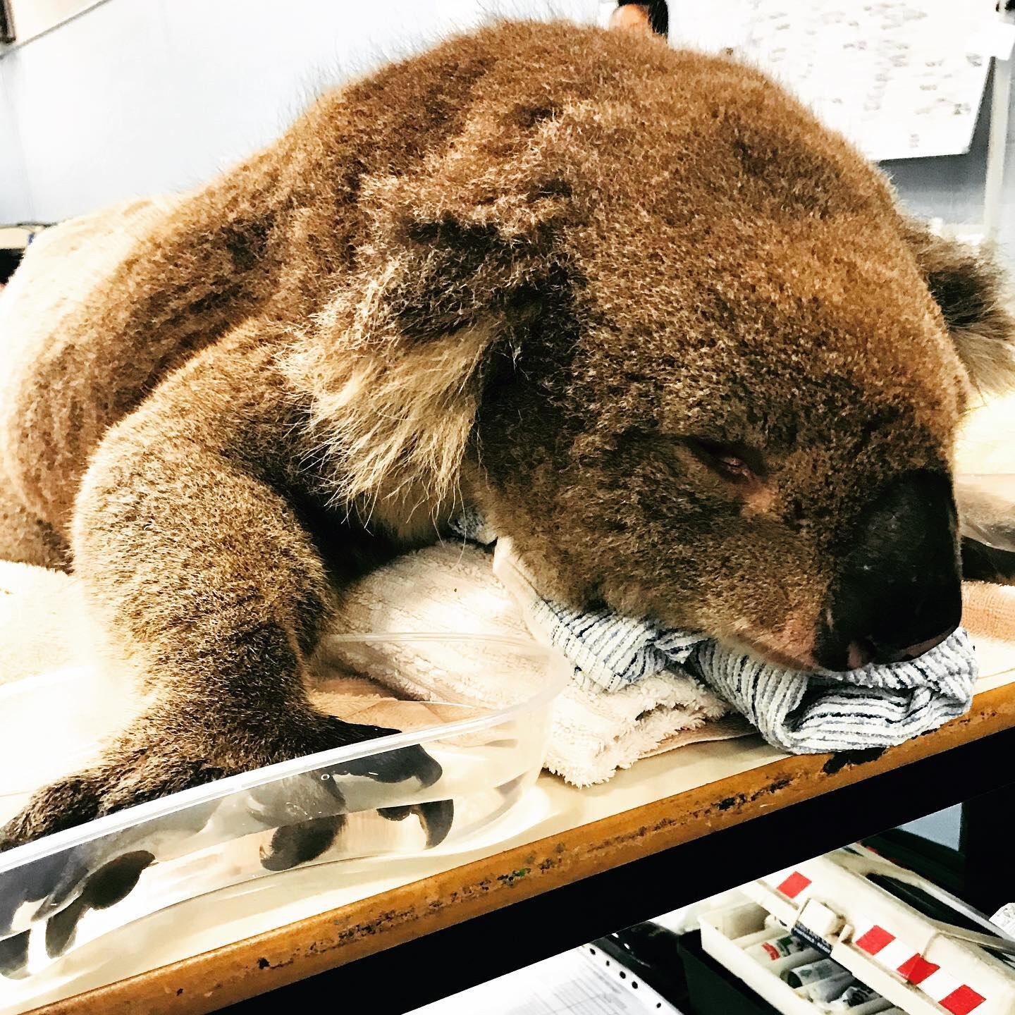 Un koala recuperándose