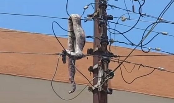 Boa dejó sin electricidad a decenas de personas en Mérida