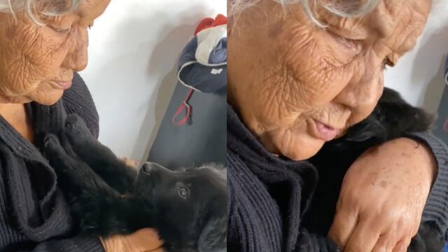 El perro más dramático