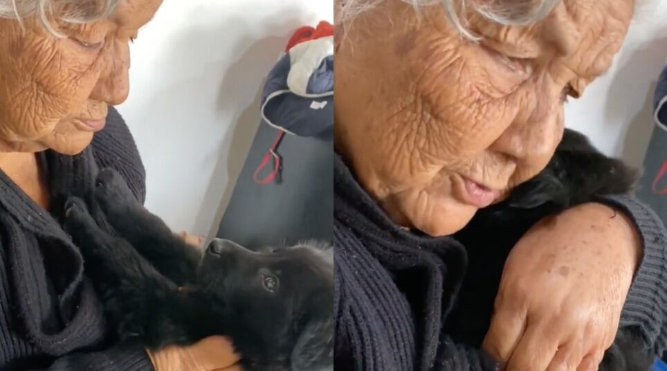 El perro más dramático