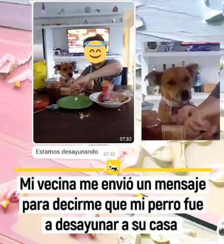 Perrito se escapa de casa para ir a desayunar con la vecina