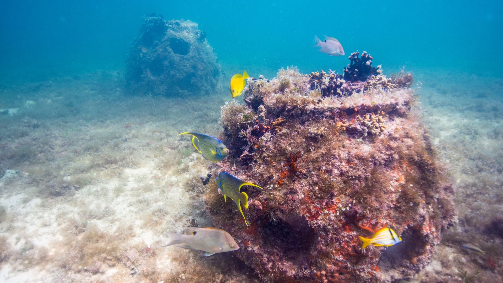 Cementos Moctezuma y The Reef Ball Foundation se unen para repoblar arrecifes en Yucatán