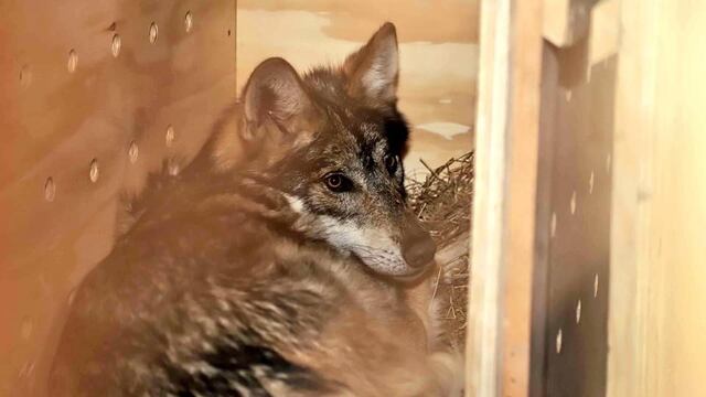 Una familia de Lobos mexicanos llegan al zoológico de Tlaxcala