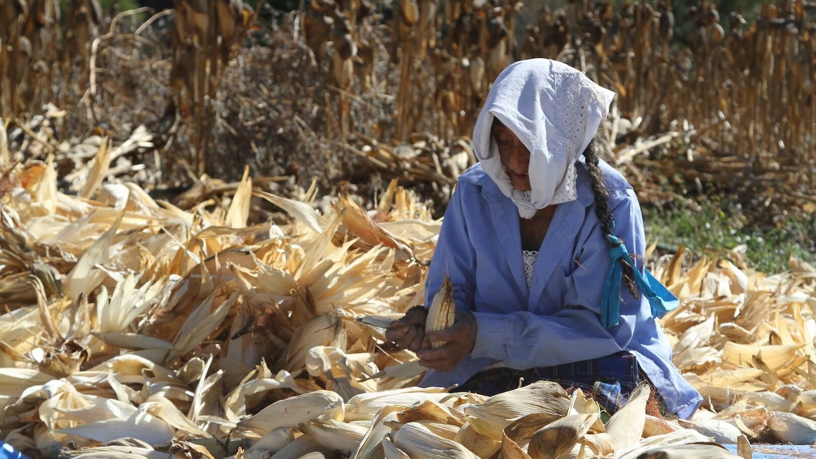 Cultivo de maíz. En peligro de extinción.