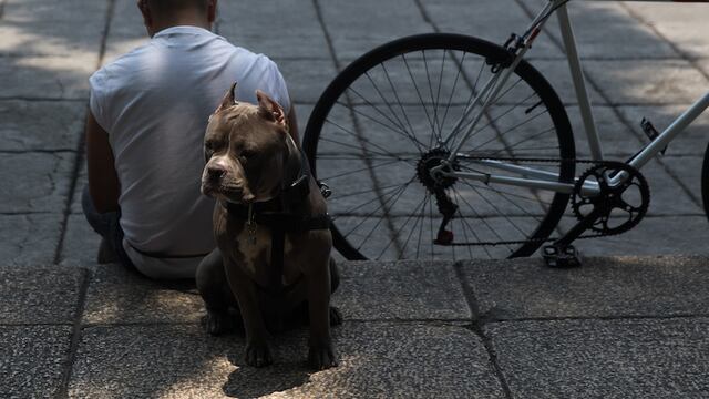 El maltrato animal del cual fueron víctimas perros y gatos en Puebla generó una marcha ciudadana