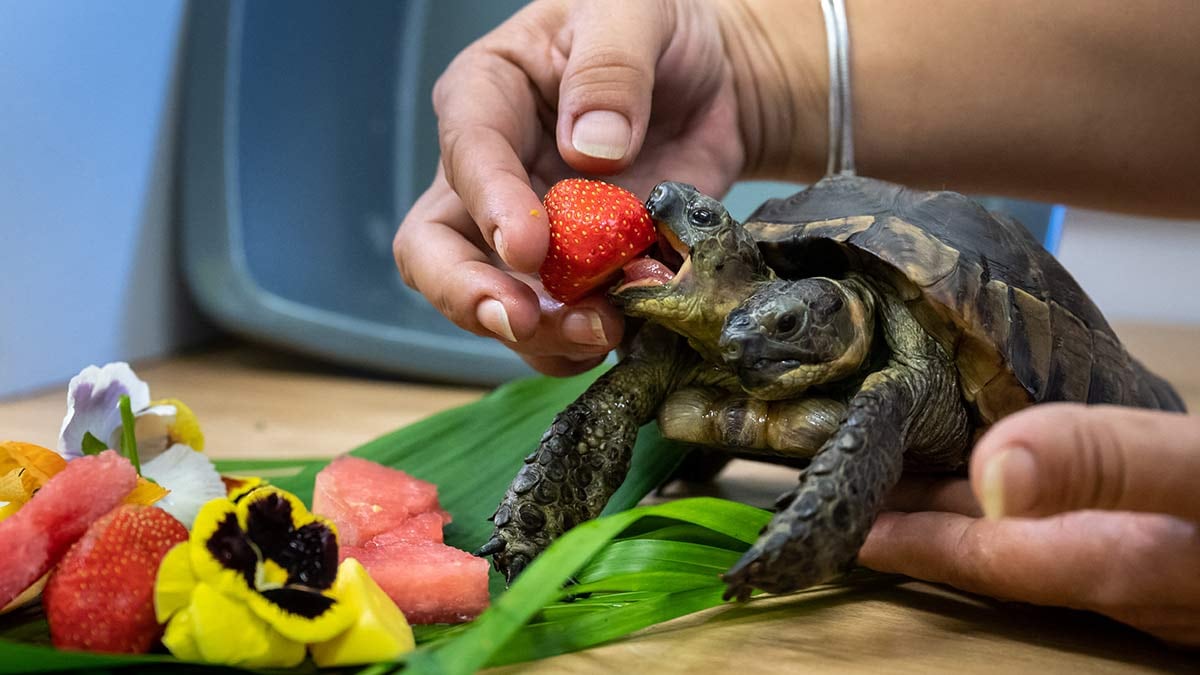 Janus, la tortuga de dos cabezas, tiene el nombre un dios romano