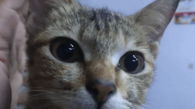 Gato vuelve con serpiente tras romper un auricular.