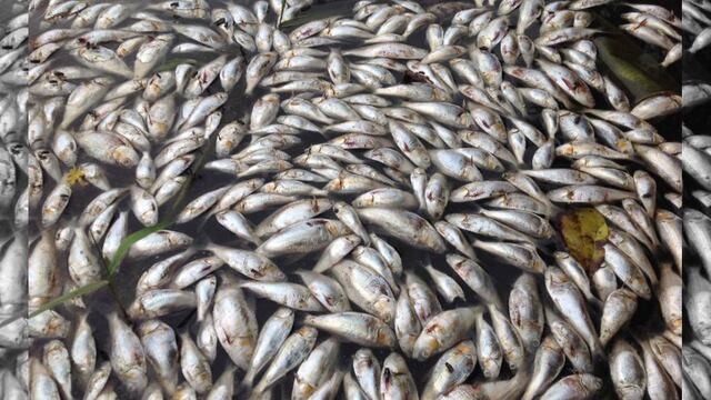 Contaminación en Tabasco provoca muerte de miles de peces