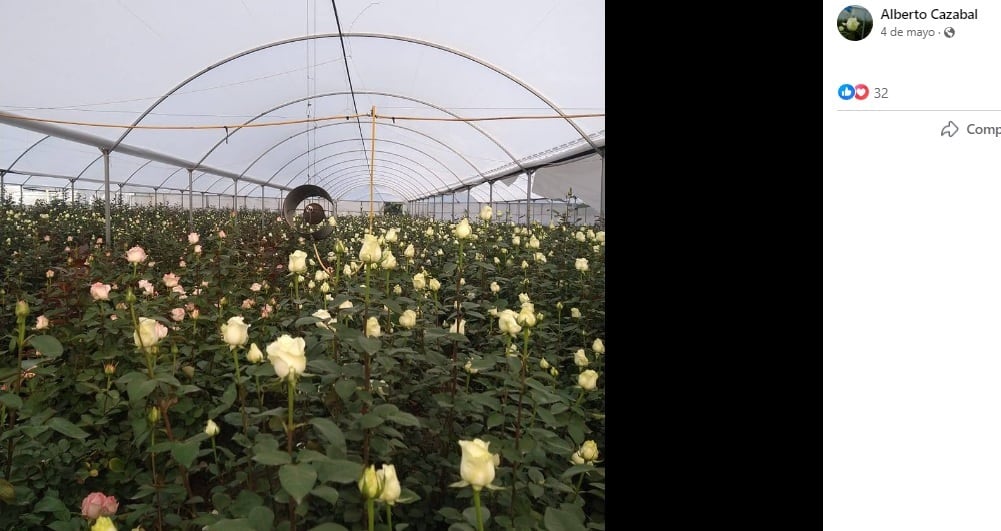 Las rosas de Alberto
