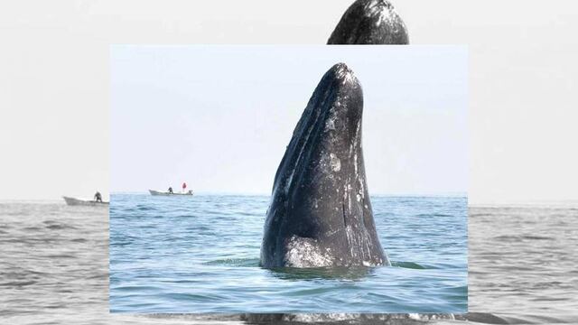 Alertan de posibles afectaciones a la ballena gris en BCS por minería marina