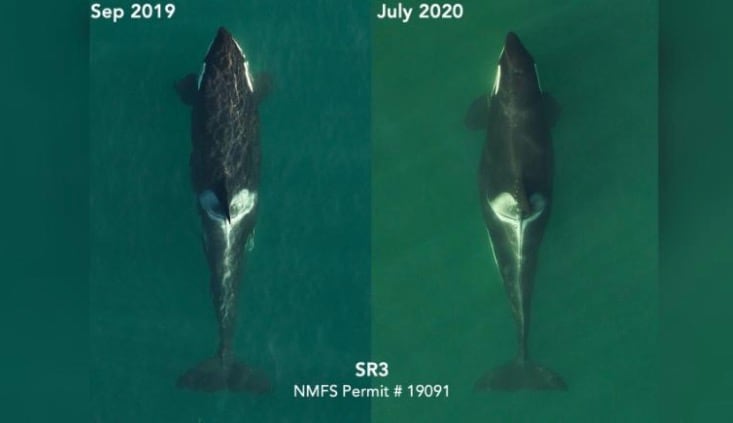 Orca 'Tahlequah'