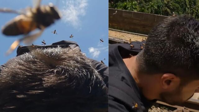 Ataque de abejas melíferas