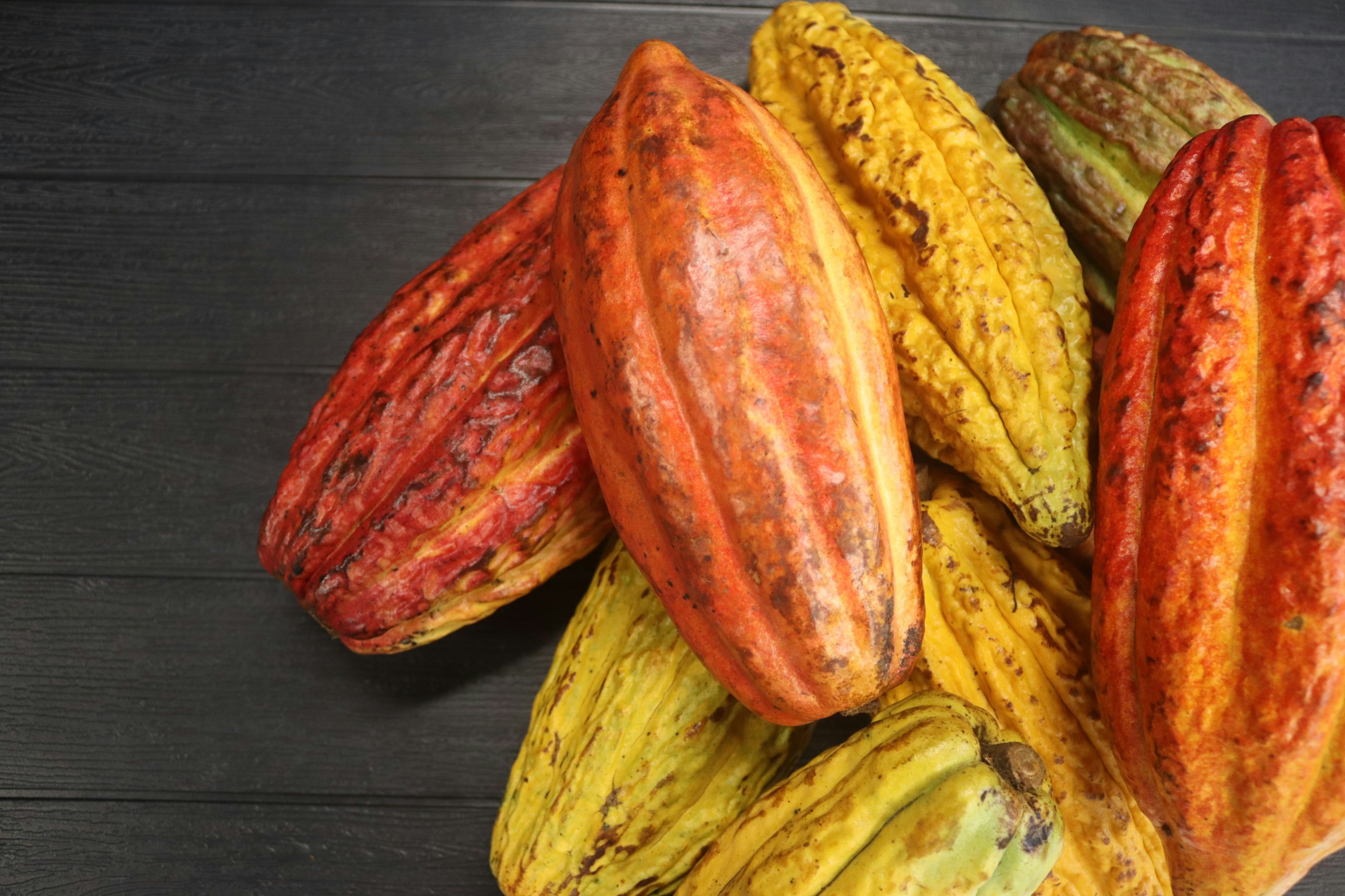 Día Nacional del Cacao y Chocolate en México