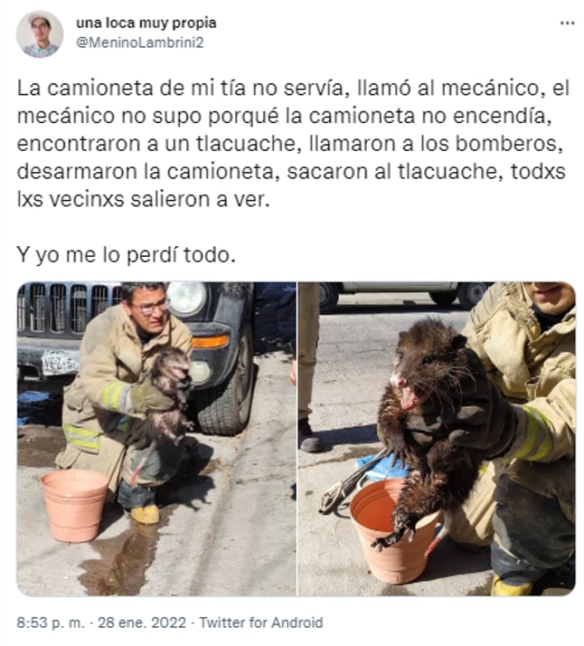 Tlacuache viviendo en una camioneta