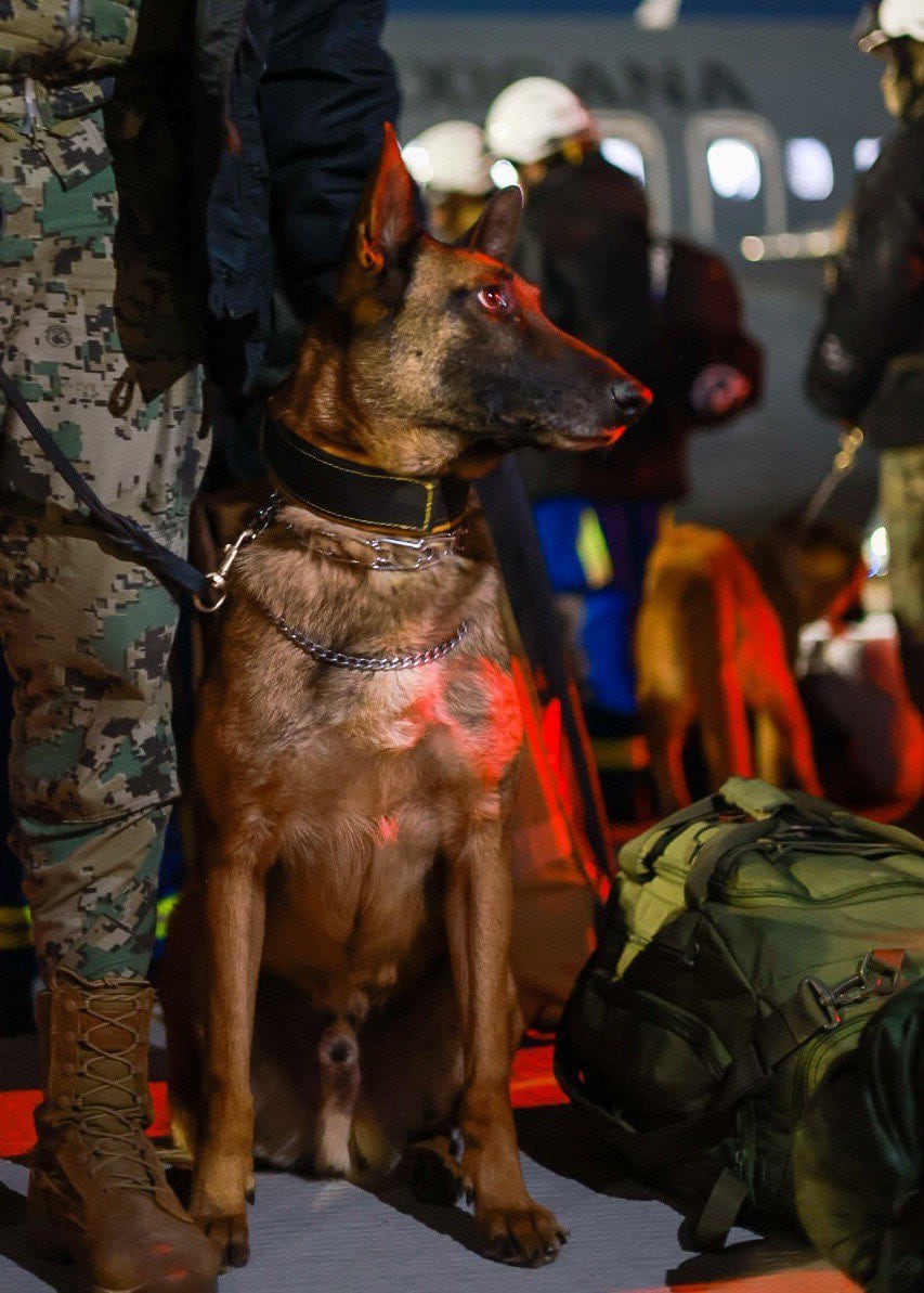 Ecko, perrito rescatista de la Semar