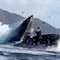 Ballena casi se come a dos turistas por error (VIDEO)