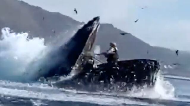 Ballena casi se come a dos turistas