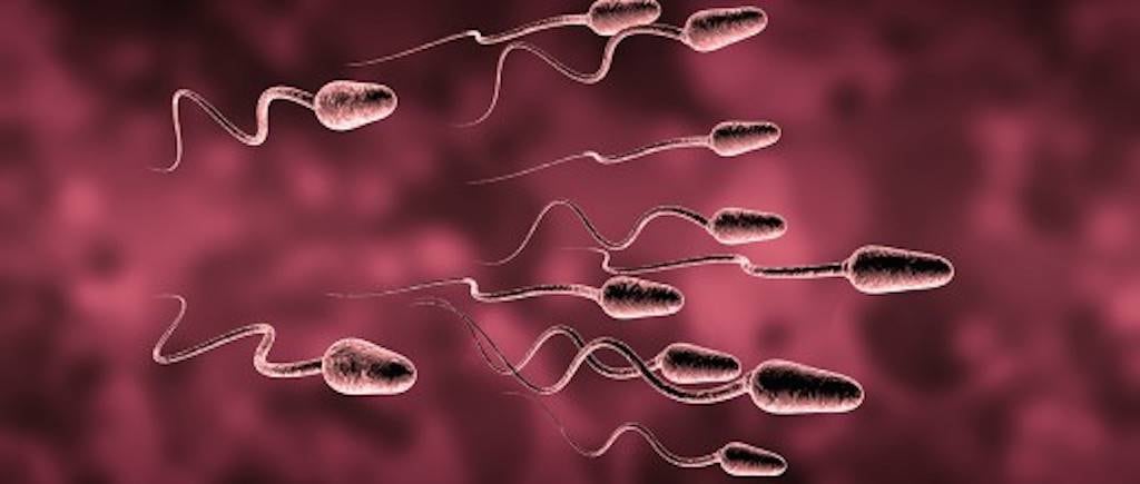 Espermatozoides.