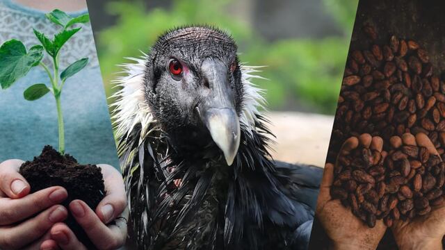 Este 7 de julio se celebra el Día Internacional de la Conservación del Suelo, el Día Mundial del Cacao y el Día Internacional del Cóndor