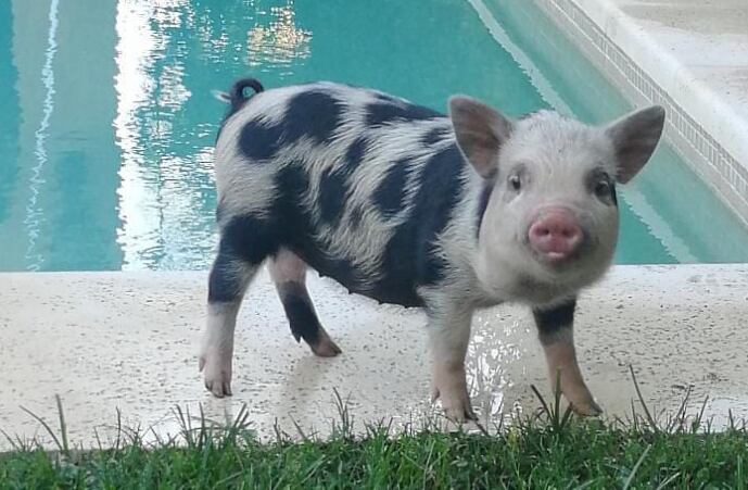 Roma, la cerdita adoptada