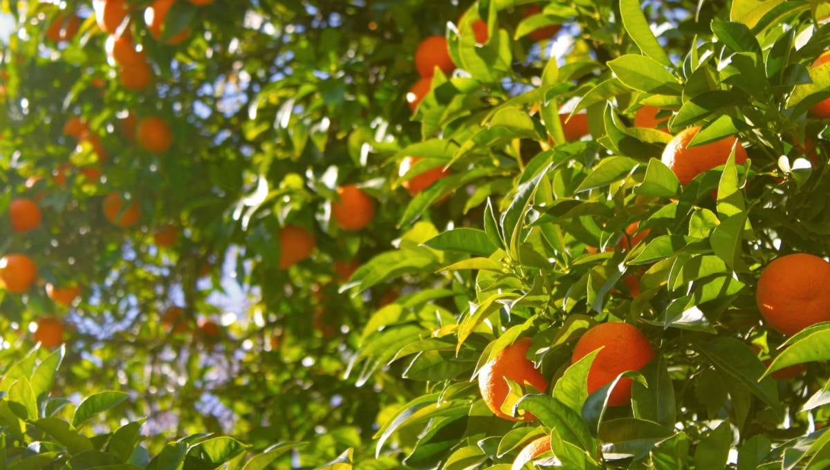 Naranjas