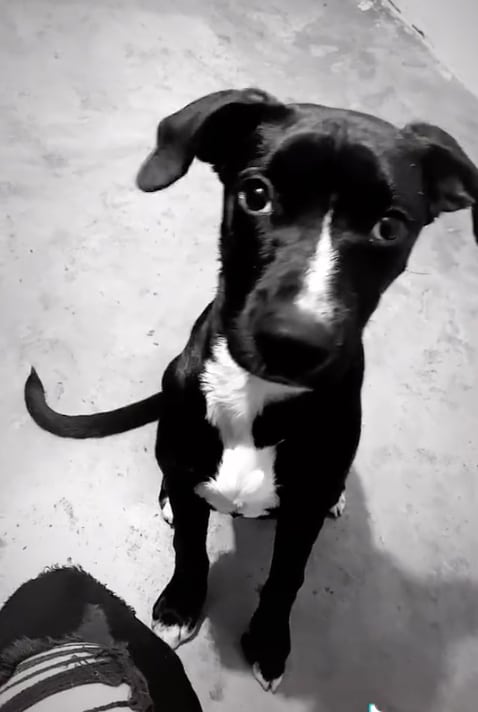 Perro rompe billetes de su dueña